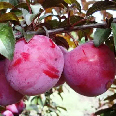 Слива ЛАМА в Пинске