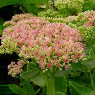 Очиток (седум) БРИЛЛИАНТ в Пинске