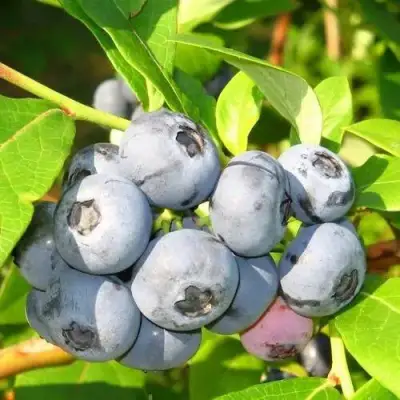 Голубика ЭЛИЗАБЕТ в Пинске