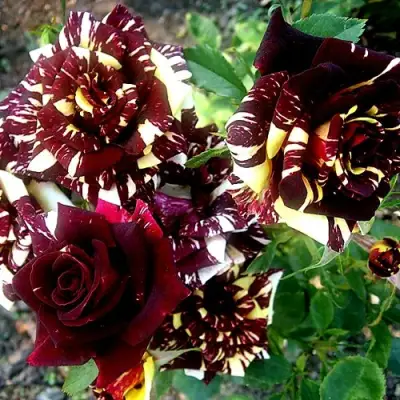 Роза ФОКУС ПОКУС флорибунда в Пинске