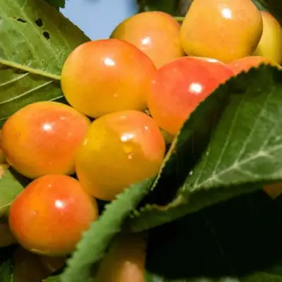 Дюк (черевишня) БЕЛОЧКА в Пинске