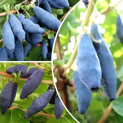 Комплект СЛАДКИЕ ХИТЫ в Пинске