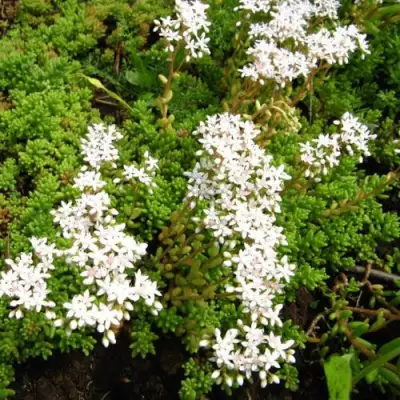 Очиток (седум) ХЛОРОТИКУМ белый в Пинске