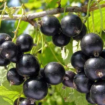 Смородина чёрная НЕСТЕР КОЗИН в Пинске