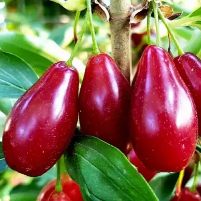 Кизил ВЛАДИМИРСКИЙ в Пинске