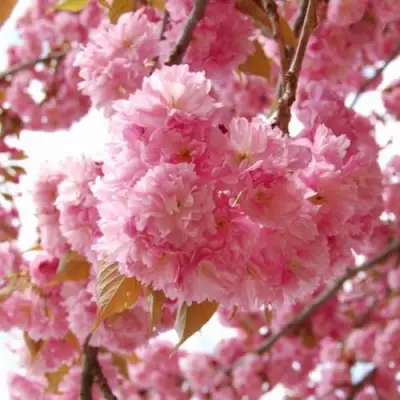 САКУРА  в Пинске