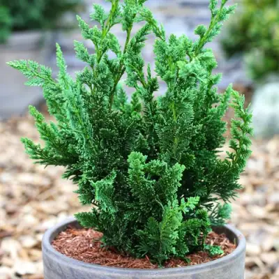 Кипарисовик ВИСЕЛЛИ лавсона в Пинске