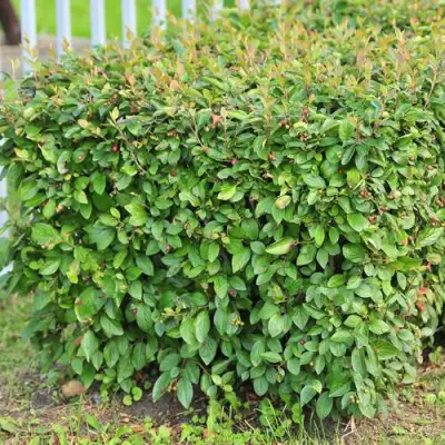 Кизильник блестящий в Пинске