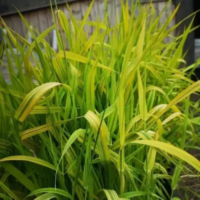 Фалярис АРКТИК САН тростниковый в Пинске