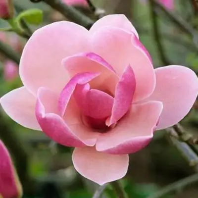 Магнолия РУСТИКА РУМБА в Пинске