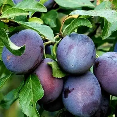 Слива ВЕНГЕРКА БЕЛОРУССКАЯ в Пинске