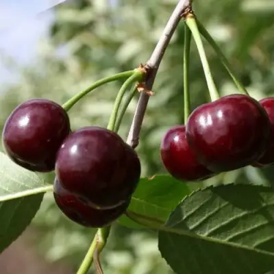 Вишня МОРОЗОВКА в Пинске