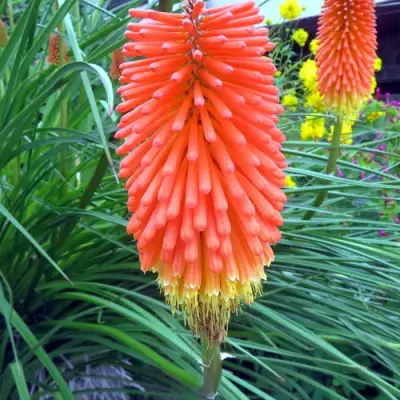 Книфофия БЕНГАЛ ФАЕР гибридная в Пинске