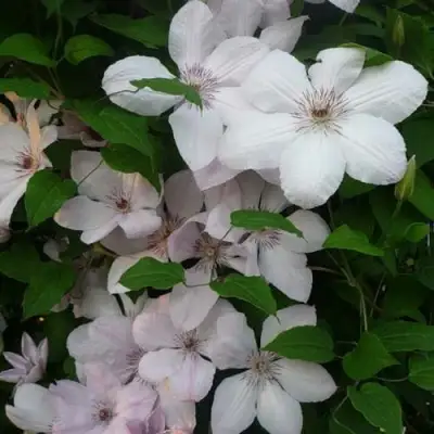 Клематис ИОАНН ПАВЕЛ 2 в Пинске