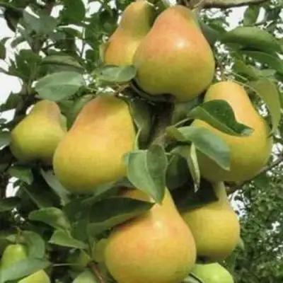 Груша ЛЮБИМИЦА ЯКОВЛЕВА в Пинске