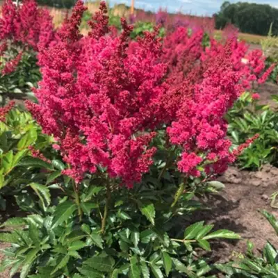 Астильба ЛАКИ ДЕЙ Арендса в Пинске