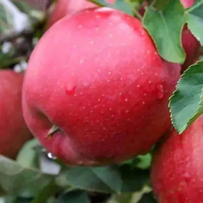 Яблоня ЧЕМПИОН в Пинске