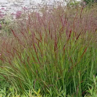 Просо ШЕНАНДО прутьевидное в Пинске