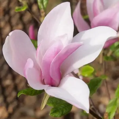 Магнолия БЕТТИ в Пинске