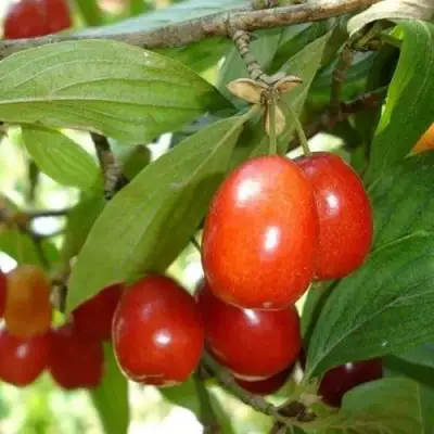 Кизил КОРАЛЛОВЫЙ МАРКА в Пинске