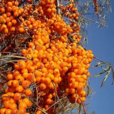 Облепиха СУДАРУШКА в Пинске