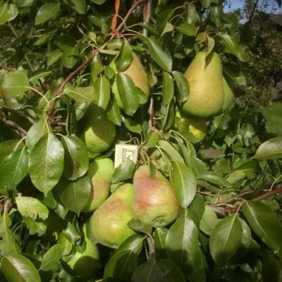 Груша БЕРЕ ЛЮКА в Пинске