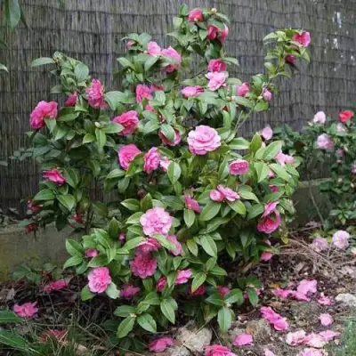 Камелия ДЕББИ в Пинске