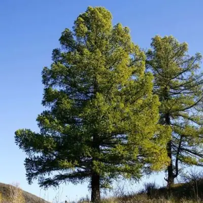 Лиственница сибирская в Пинске
