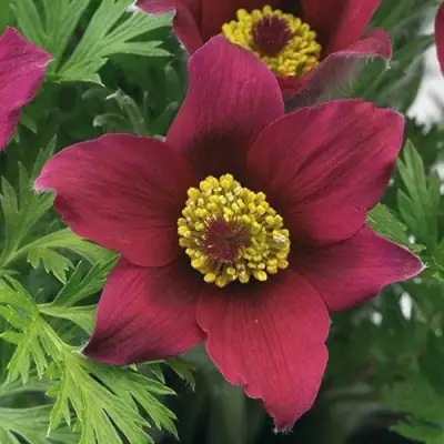 Прострел ПИНВИЛ РЕД ШЕЙДЕС в Пинске