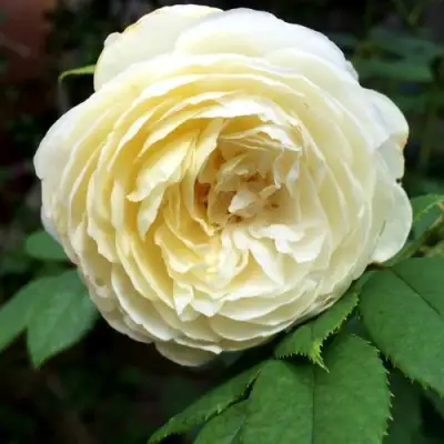 Роза КЛЭР ОСТИН английская в Пинске