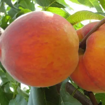 Персик СОЧНЫЙ в Пинске