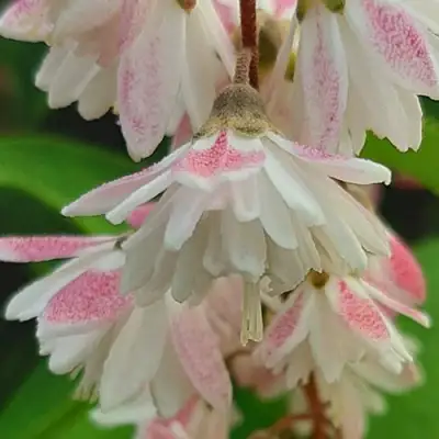 Дейция РОЗЕА ПЛЕНА в Пинске