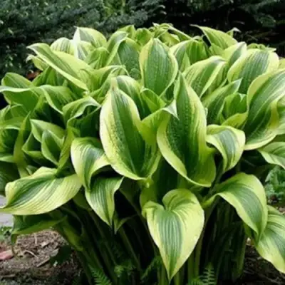 Хоста АУРЕОМАРГИНАТА в Пинске