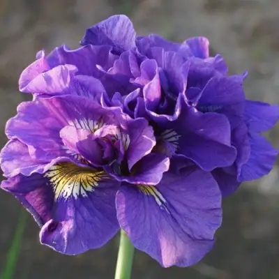 саженцы ириса