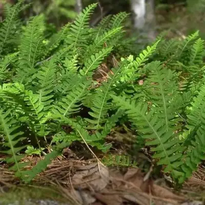 Многоножка обыкновенная в Пинске