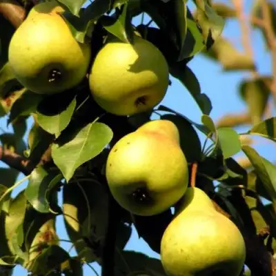 Груша НЕЖНОСТЬ колонновидная	 в Пинске