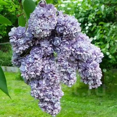 Сирень АМИ ШОТТ в Пинске