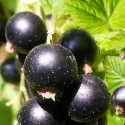 Смородина черная ЧЕРНООКАЯ в Пинске