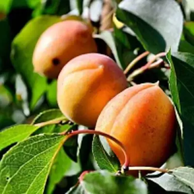 Абрикос БАЙ в Пинске