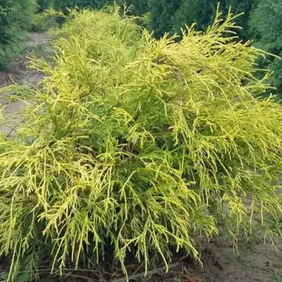 Кипарисовик ФИЛИФЕРА АУРЕА горохоплодный в Пинске