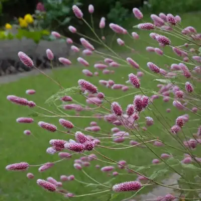 Кровохлебка РОК ЭНД РОЛЛ в Пинске