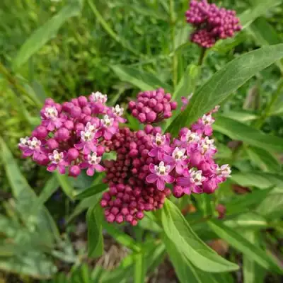 Ваточник МЯСО-КРАСНЫЙ в Пинске