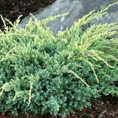 Можжевельник ХОЛГЕР чешуйчатый в Пинске