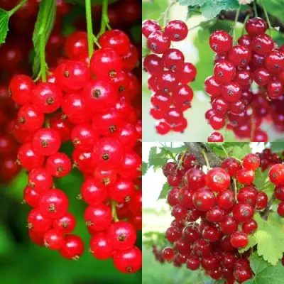 Комплект КРАСНЫЙ УРОЖАЙ в Пинске