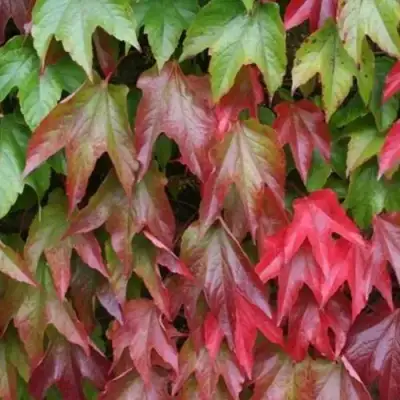 Девичий виноград тройчатый ВИЧИ в Пинске