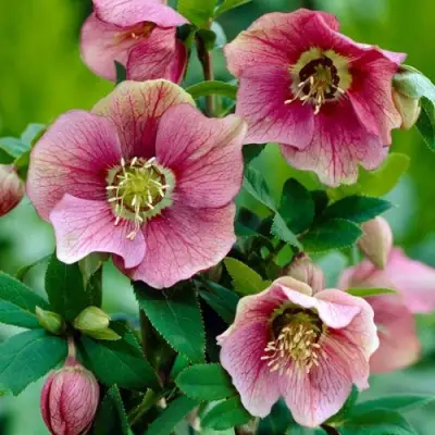 Морозник ВОСТОЧНЫЙ в Пинске