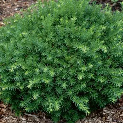 Тис ХИКСИ средний в Пинске