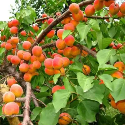 Абрикос ОТБОР АСТАХОВА в Пинске