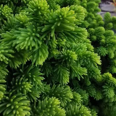 Ель ЛИТЛ ДЖЕМ обыкновенная в Пинске