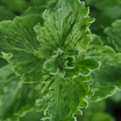 Мята КРИСПА в Пинске